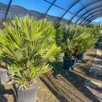 Palmička nízka (Chamaerops Humilis) - výška kmeňa 10-20 cm, celková výška 60-80 cm, kont. C15L  (-14°C) - 3 až 5 paliem v jednom kvetináči
